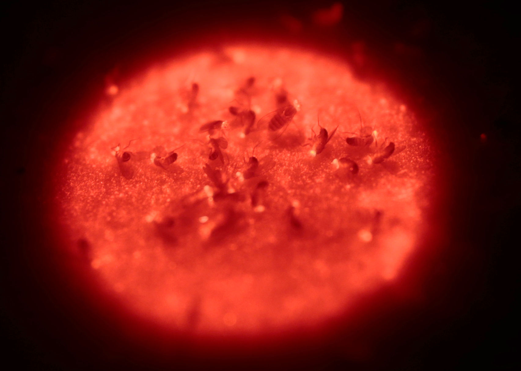 Red filter fruit flies